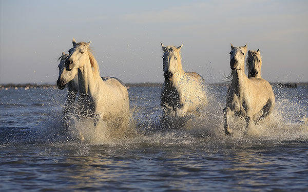 Equestrian clubs